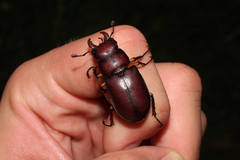 Lucanus capreolus