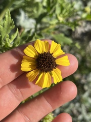Encelia laciniata