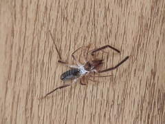 Eremobatidae