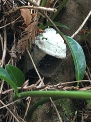 Hypomyces