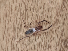 Eremobatidae
