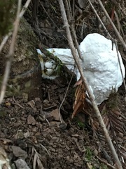 Hypomyces