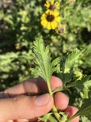 Encelia laciniata