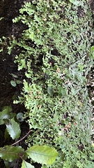 Pseudocyphellaria homoeophylla