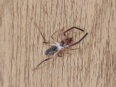 Eremobatidae