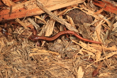 Plethodon vehiculum