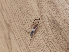 Eremobatidae