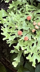 Pseudocyphellaria homoeophylla