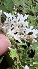 Pseudocyphellaria homoeophylla