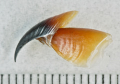 Gonatus fabricii