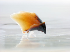 Gonatus fabricii