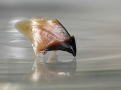 Gonatus fabricii