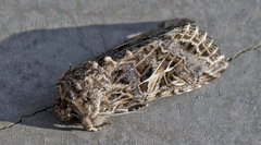 Spodoptera