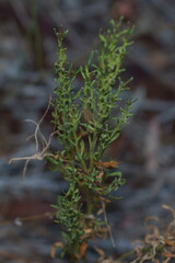 Baccharis