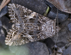 Spodoptera