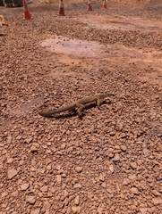 Varanus panoptes rubidus