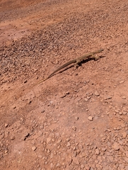 Varanus panoptes rubidus