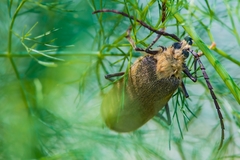 Acanthinodera cumingii