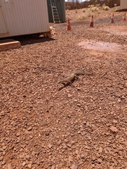 Varanus panoptes rubidus