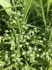 Valerianella