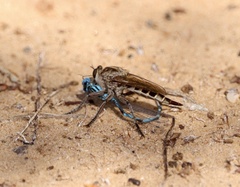 Triorla interrupta
