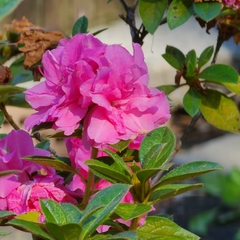 Rhododendron penthanthera