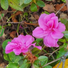 Rhododendron penthanthera
