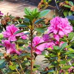 Rhododendron penthanthera