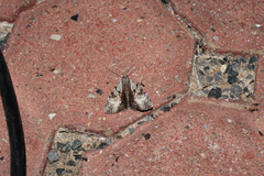 Catocala andromedae