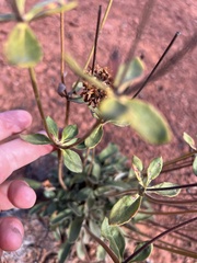 Eriogonum alatum