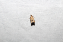 Psilocorsis quercicella