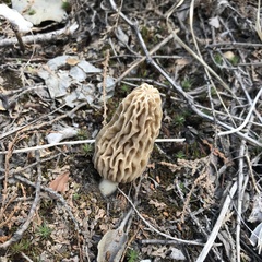 Morchella tridentina