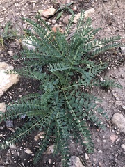 Astragalus crassicarpus