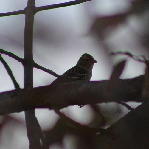 White-crowned Sparrow photographed in New York