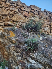 Reichardia picroides