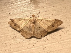 Psamatodes abydata