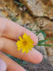 Reichardia picroides