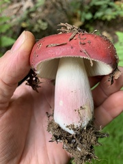 Russula