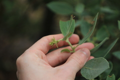 Arctostaphylos canescens