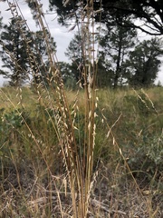 Bouteloua curtipendula