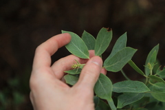 Arctostaphylos canescens