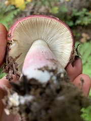 Russula