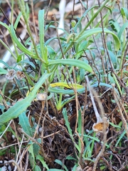 Reichardia picroides