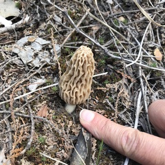 Morchella tridentina