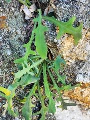 Reichardia picroides