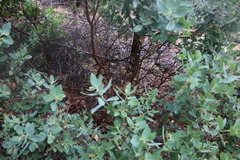 Arctostaphylos canescens