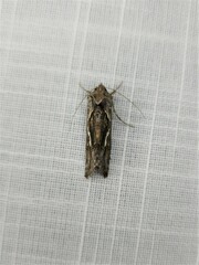 Chrysodeixis argentifera