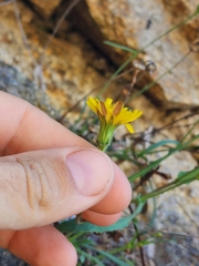 Reichardia picroides