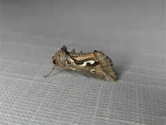 Chrysodeixis argentifera