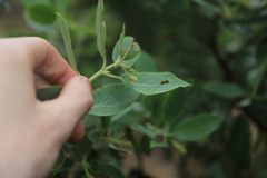 Arctostaphylos canescens